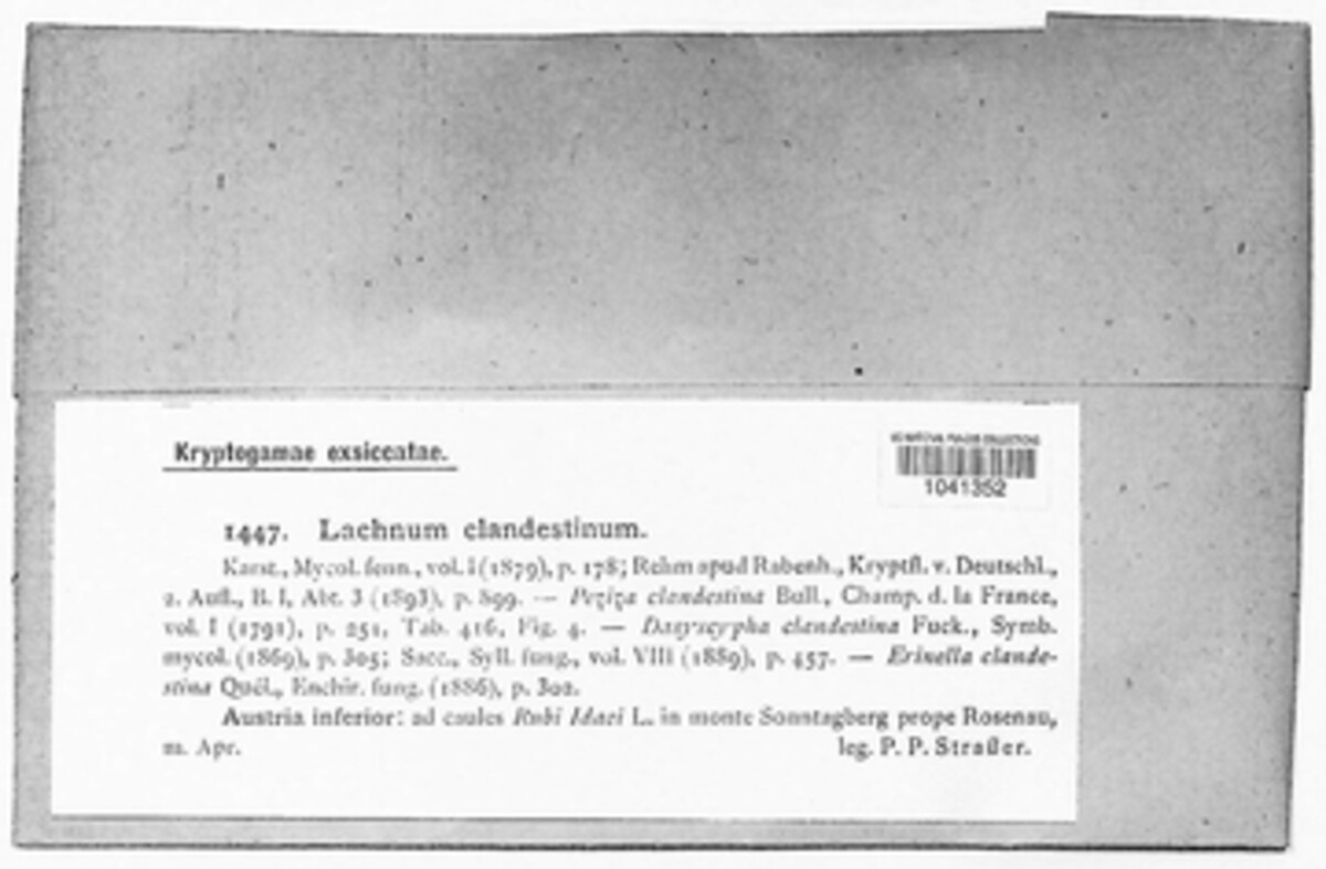 Lachnum clandestinum image